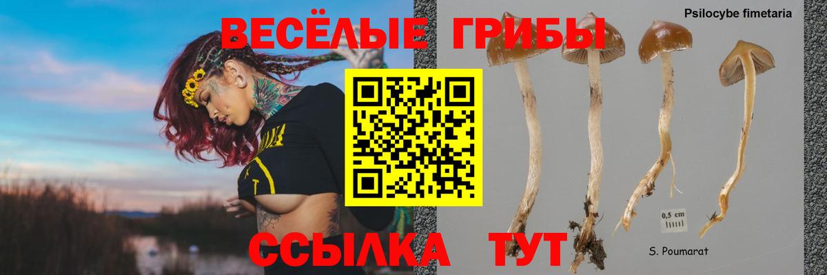 Галлюциногенные грибы прущие грибы Избербаш